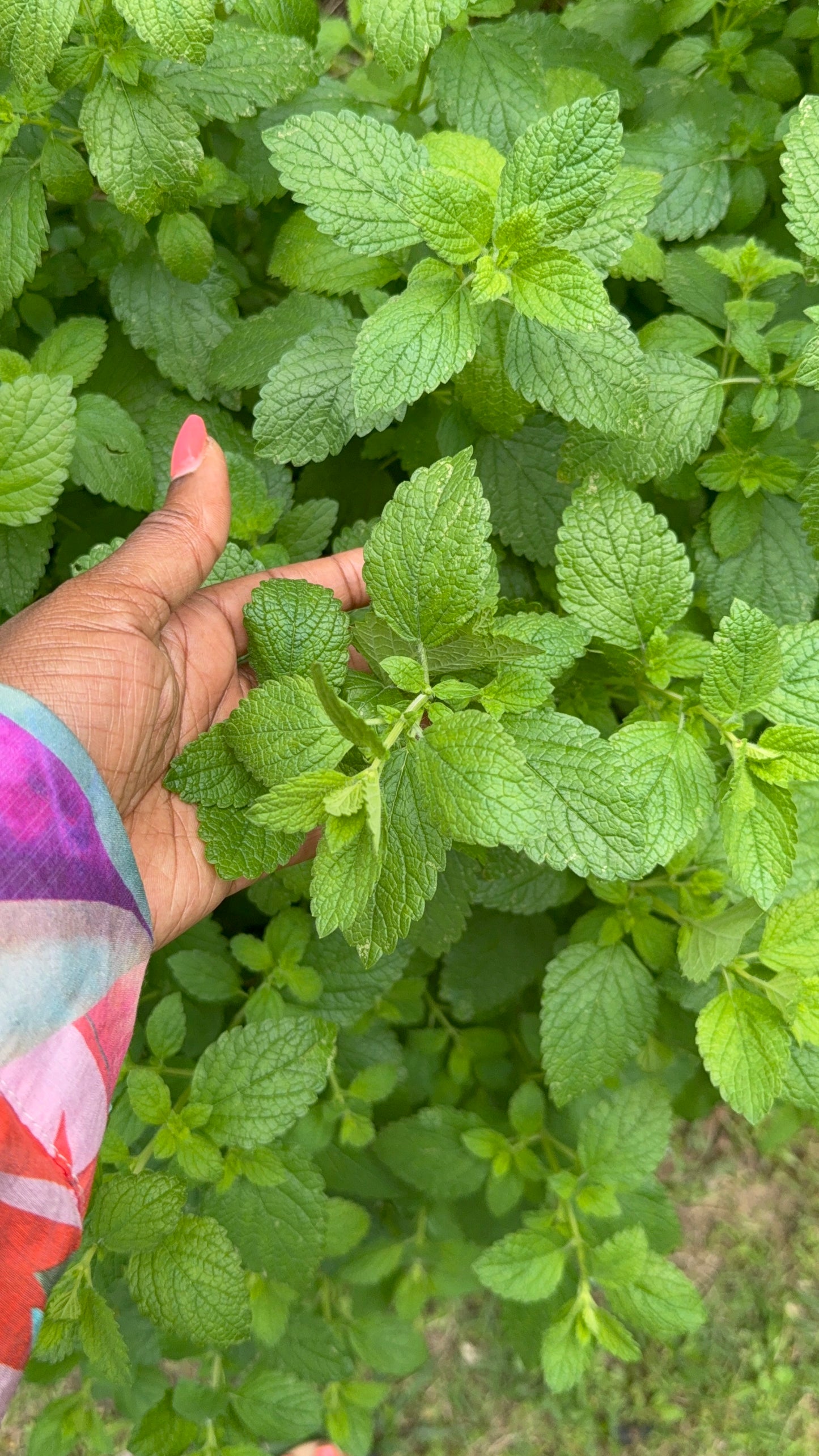 Lemon Balm Herbs