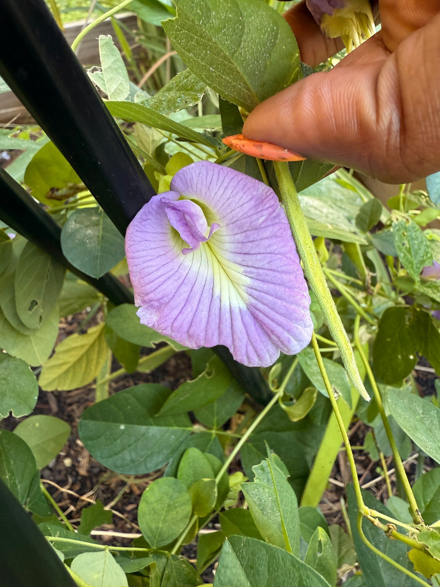 Butterfly Pea Flower