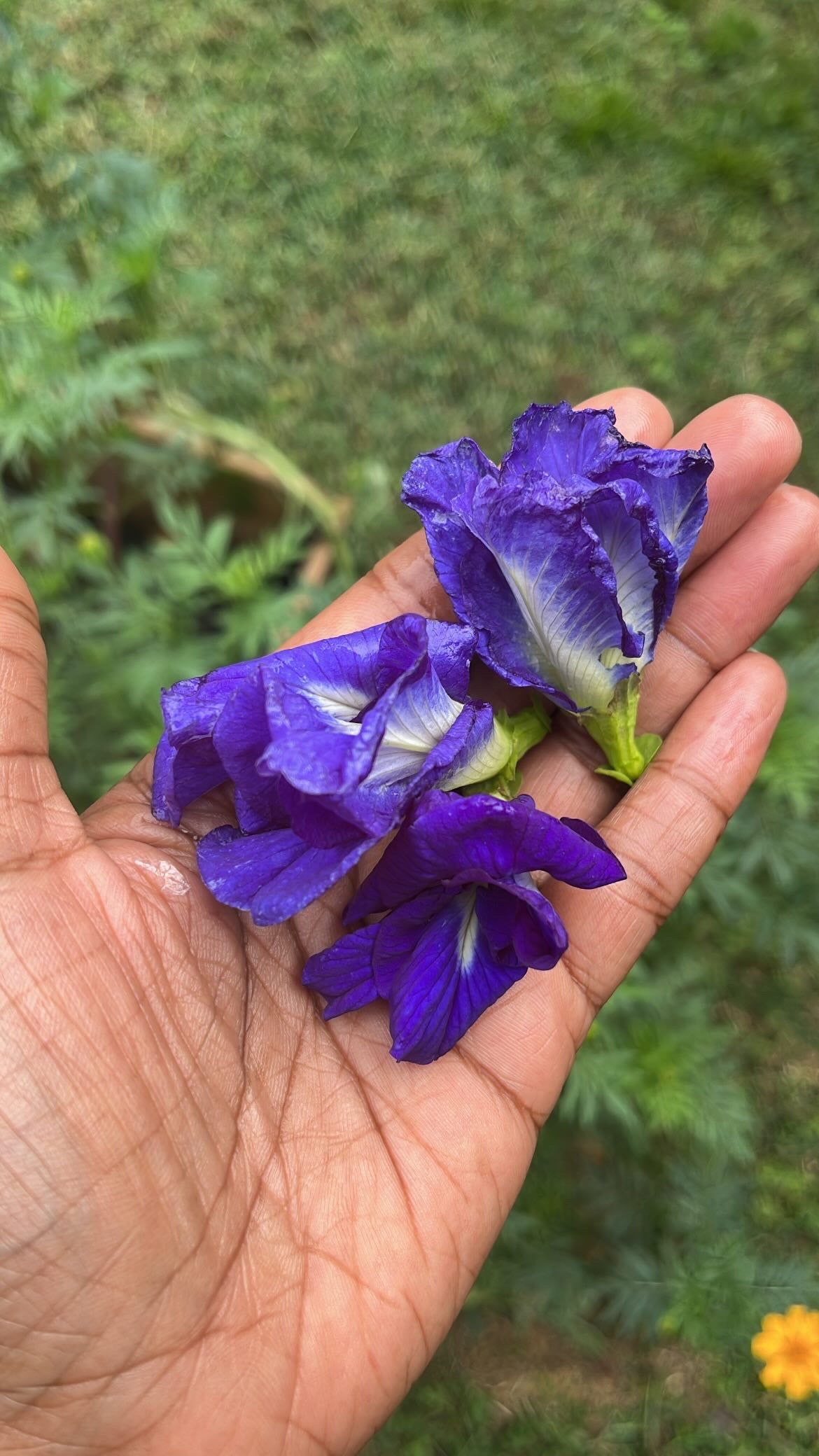 Butterfly Pea Flower