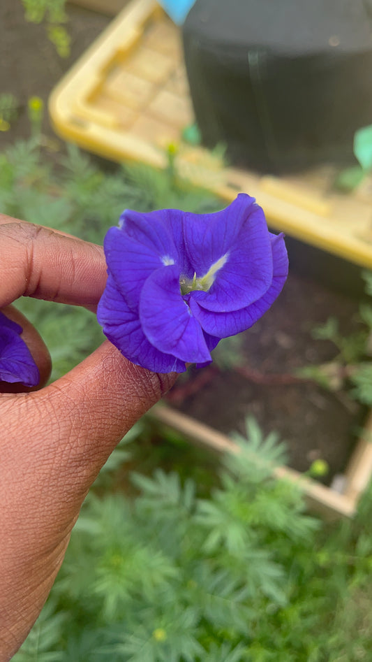Butterfly Pea Flower