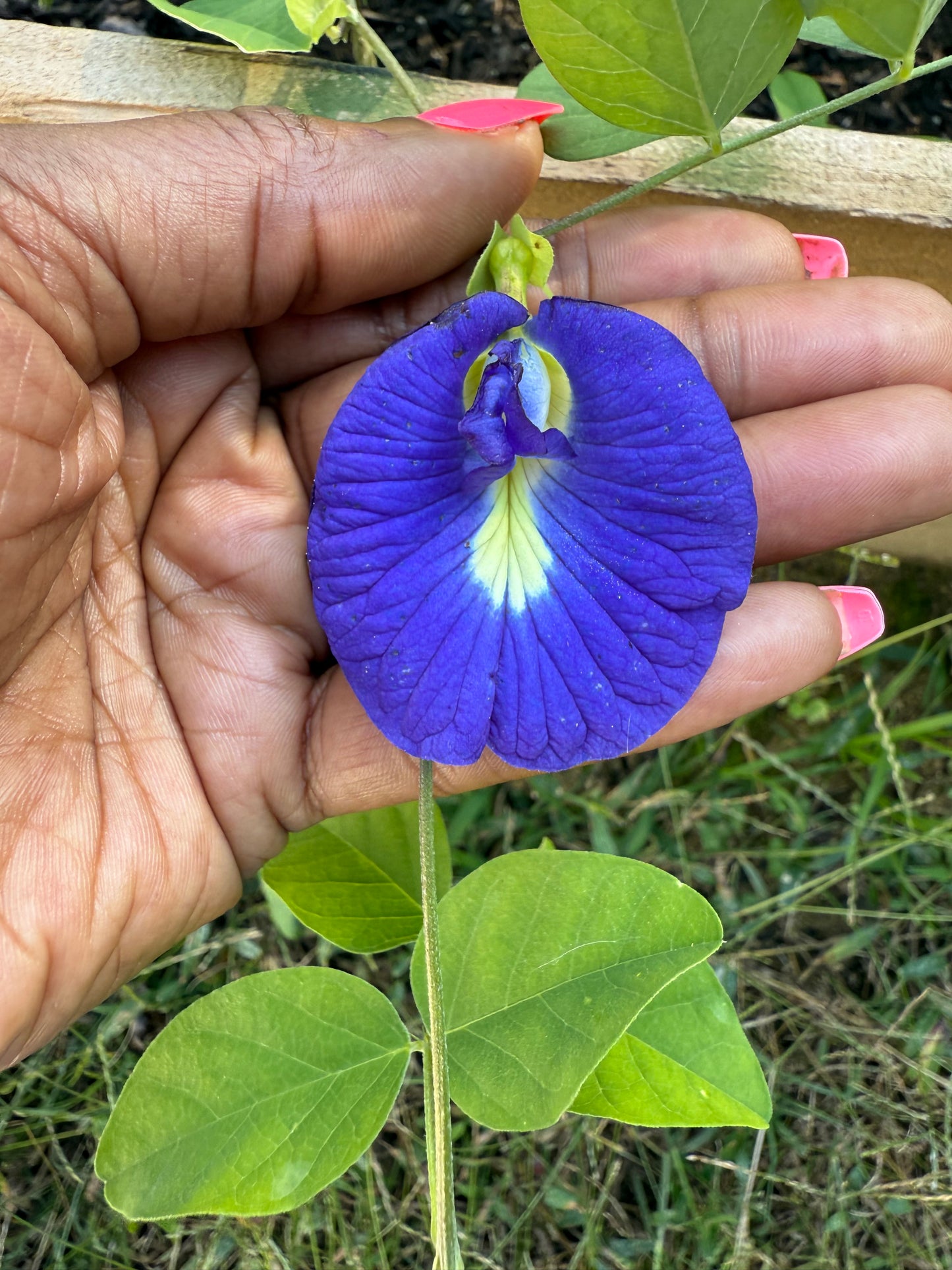 Butterfly Pea Flower