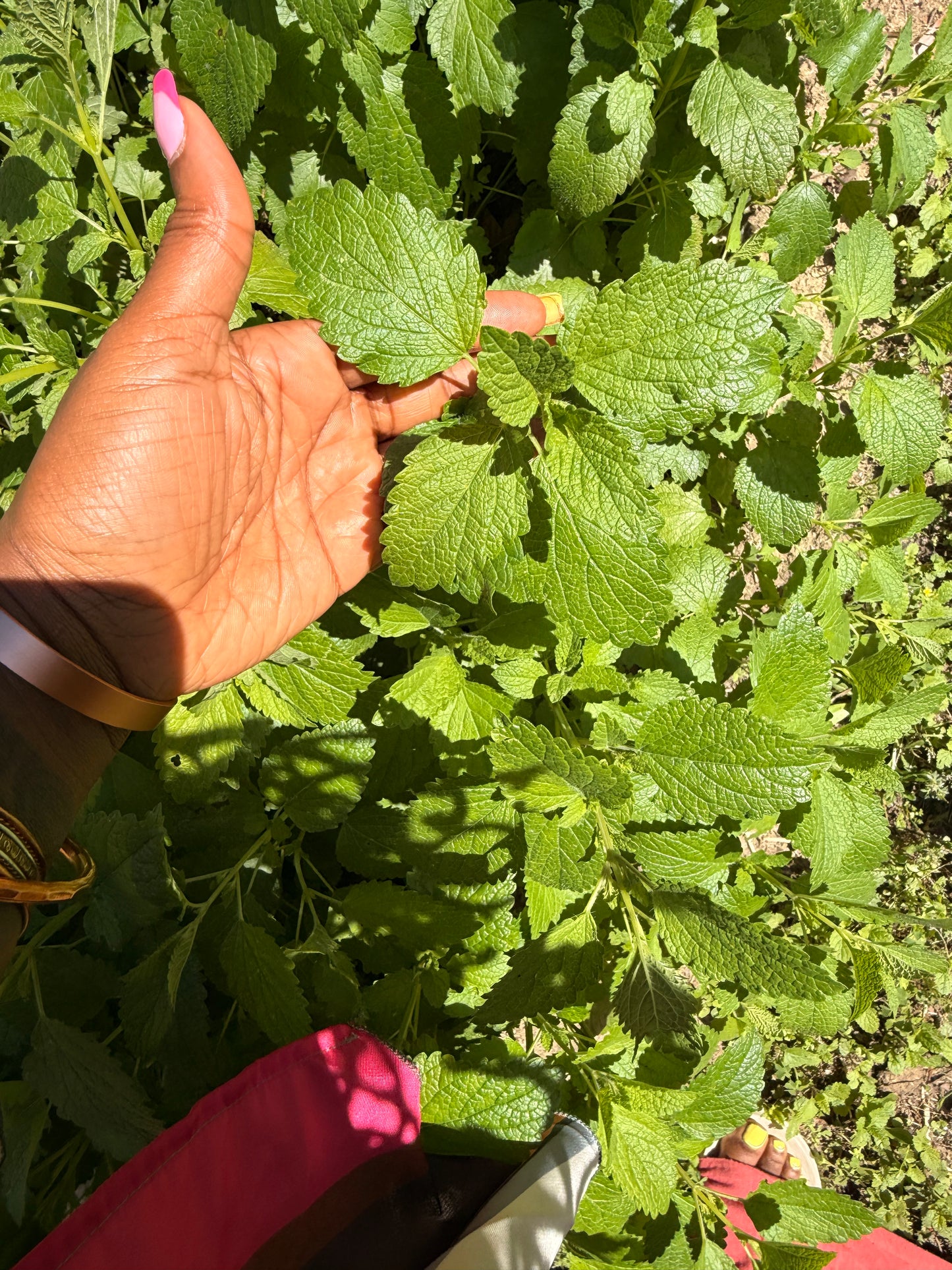 Lemon Balm Herbs